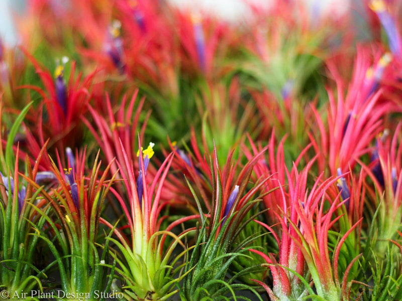 hundreds of blushing and blooming tillandsia ionantha fuego air plants