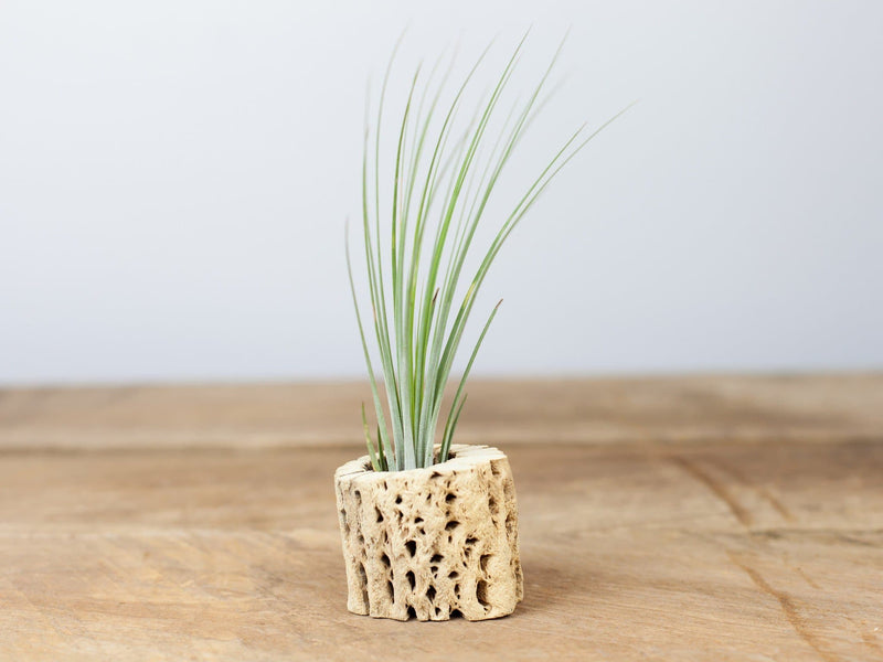 Cholla Wood Display with Assorted Tillandsia Air Plant