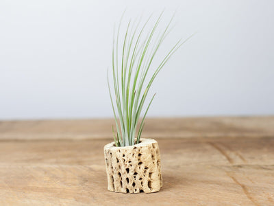 Tillandsia juncea air plant with Cholla wood 