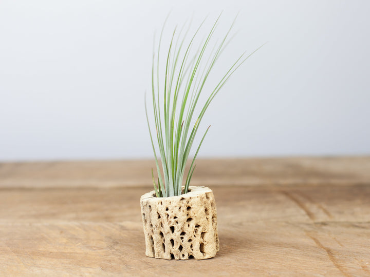 Wholesale Cholla Wood With Tillandsia Junces Air Plant