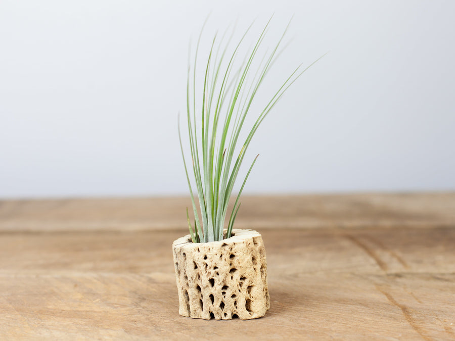 Wholesale Cholla Wood With Tillandsia Junces Air Plant