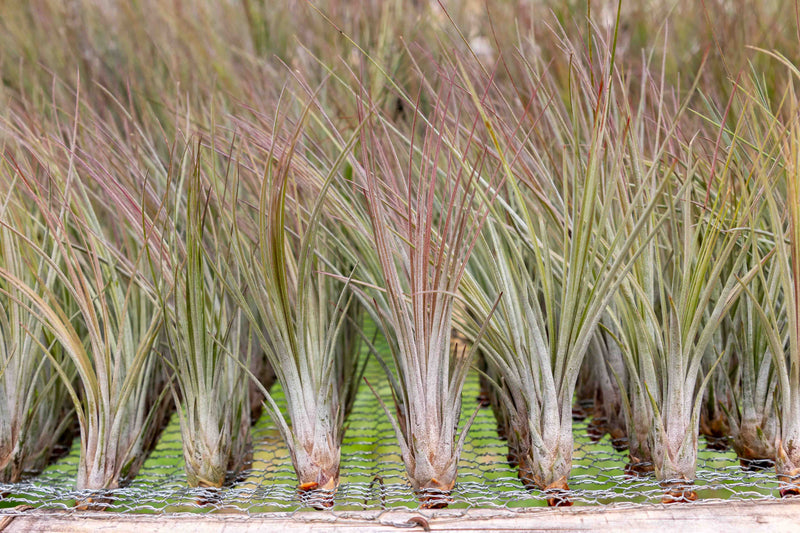 Hundreds of Blushing Large Tillandsia Juncea Air Plants on a Shelf at the Farm