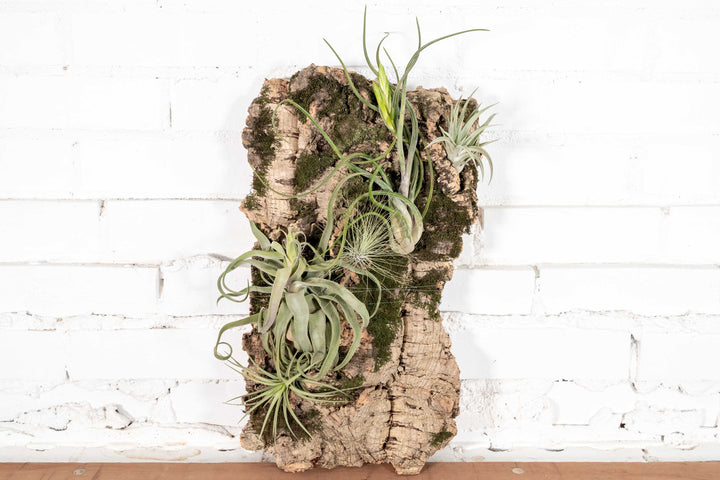 Large Cork Bark with Tillandsia Caput Medusae, Velutina, Argentea, Streptophylla and Tenuifolia Air Plants