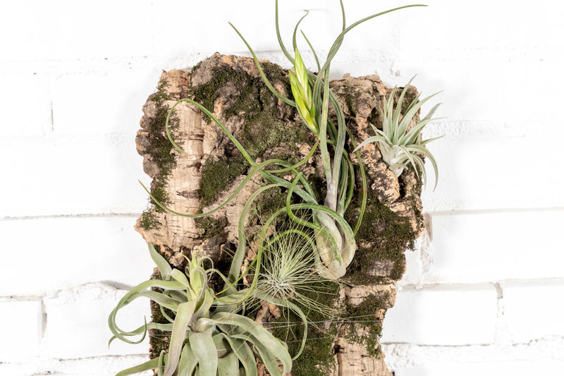 Large Cork Bark with Assorted Tillandsia Air Plants Attached