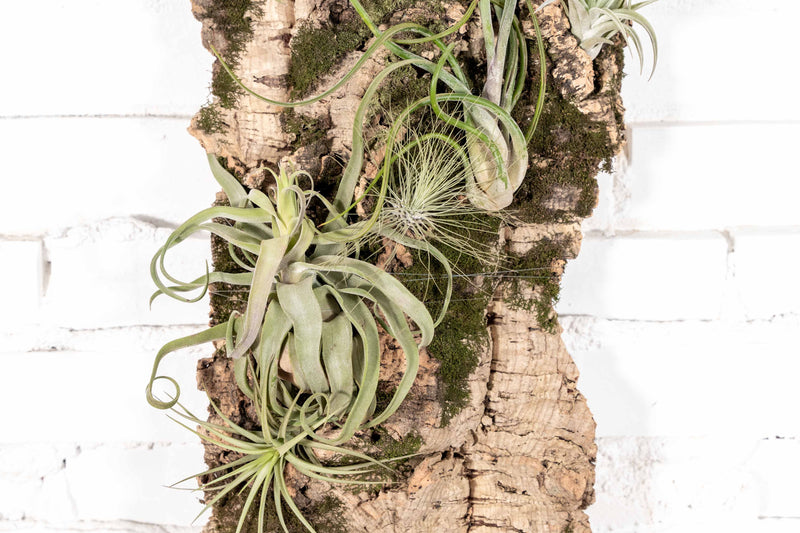 Large Cork Bark with Assorted Tillandsia Air Plants Attached