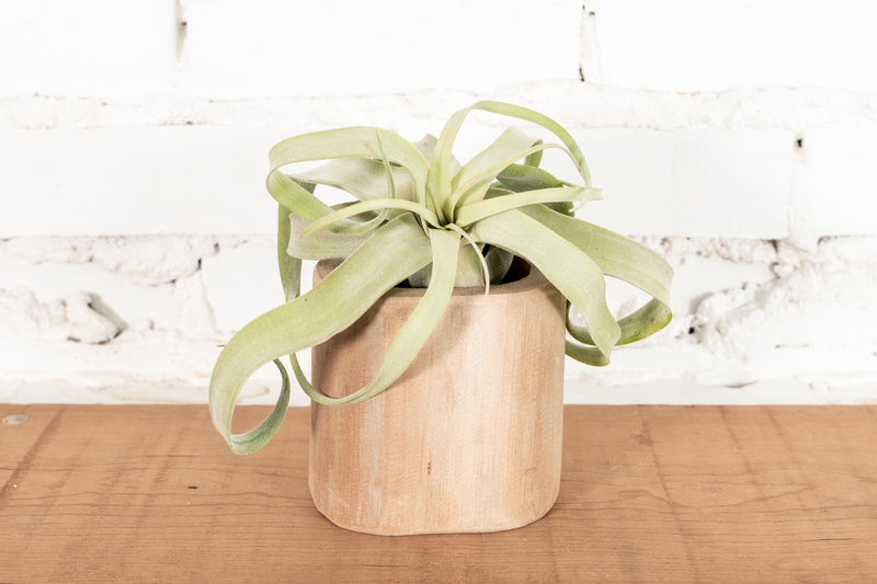 Large Driftwood Container with Tillandsia Streptophylla Air Plant