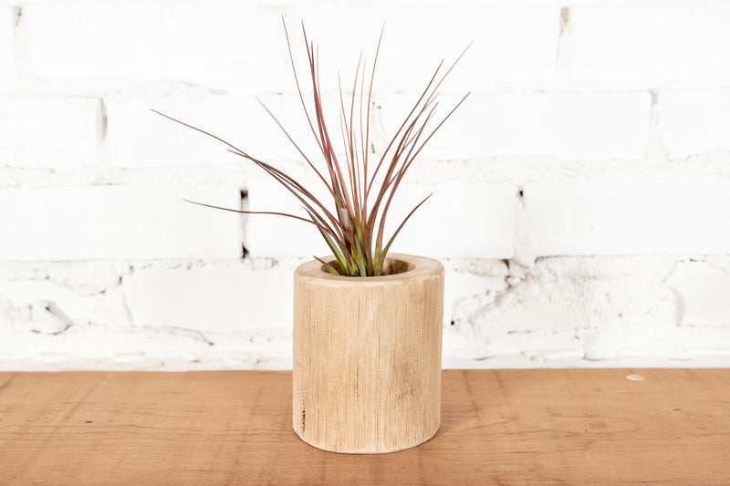 Large Driftwood Container with Tillandsia Melanocrater Air Plant