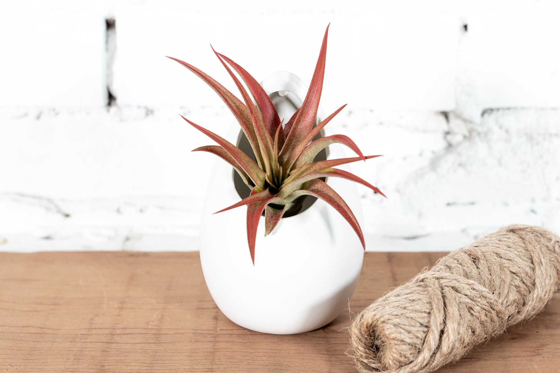 large white ceramic hanging planter Large Ivory Ceramic Planter & Tillandsia Air Plants Combo – Air Plant Design Studio