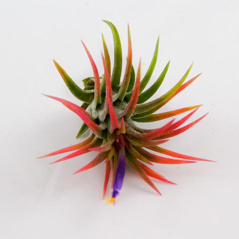 Blushing and Blooming Tillandsia Ionantha Fuego Air Plant