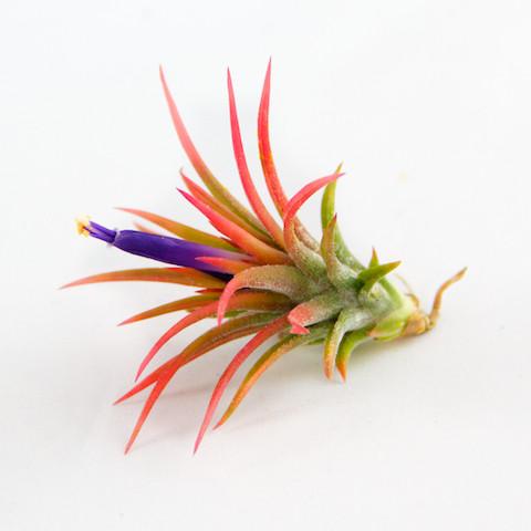 Blushing and Blooming Tillandsia Ionantha Fuego Air Plant