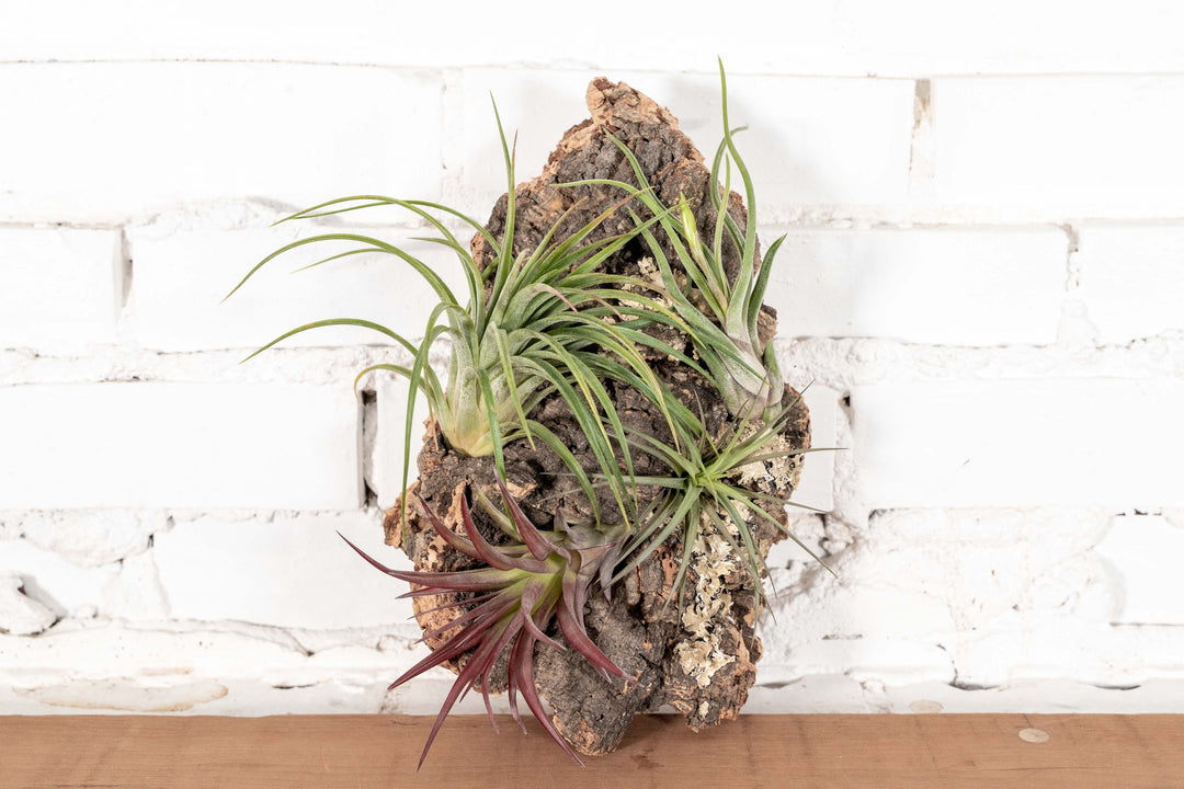 Medium Virgin Cork Bark Mount with Tillandsia Air Plants Attached