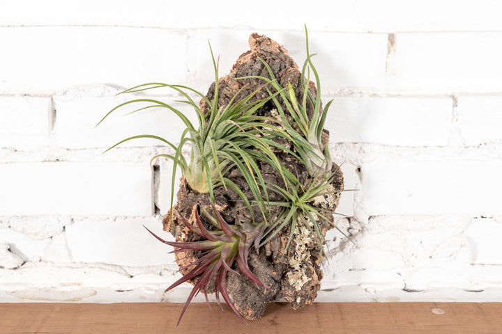 Medium Virgin Cork Bark Mount with Tillandsia Air Plants Attached