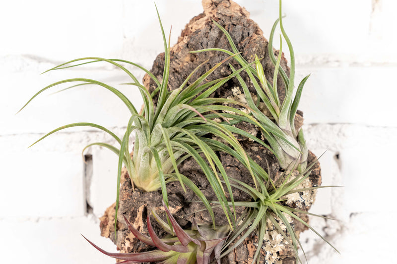 Close up of Virgin Cork Bark Display Piece with Assorted Tillandsia Air Plants Attached