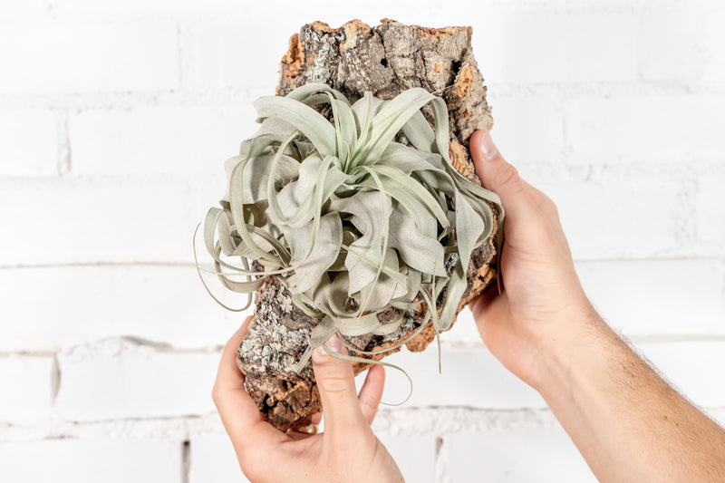 Medium Sized Virgin Cork Bark Slab with attached Tillandsia Xerographica Air Plant