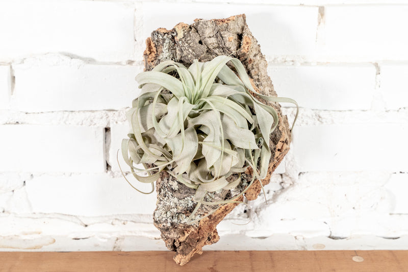 Medium Virgin Cork Bark Mount with Tillandsia Xerographica Air Plant