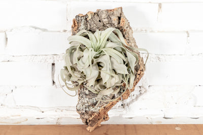 Medium Sized Virgin Cork Bark Slab with attached Tillandsia Xerographica Air Plant