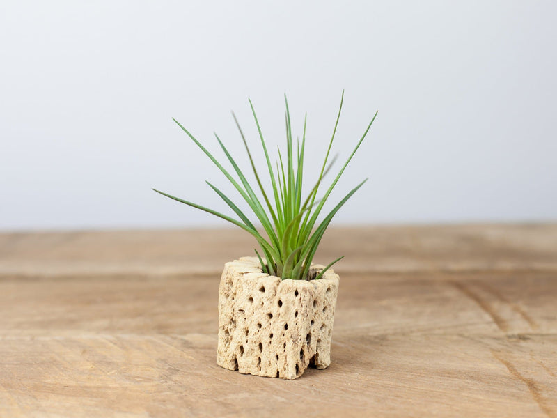 Cholla Cactus Skeleton Container with Tillandsia Melanocrater Tricolor Air Plant