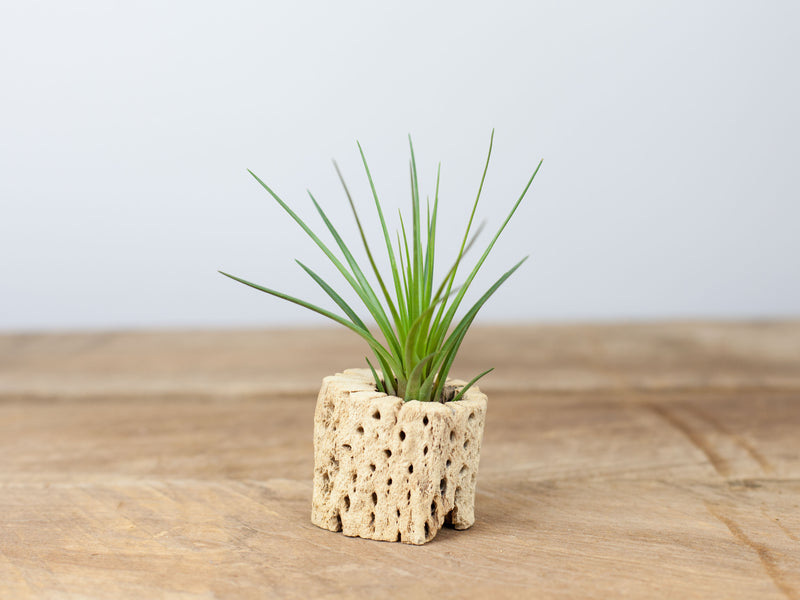 Tillandsia Melanocrater Air Plant in a Cholla Cactus Skeleton Container