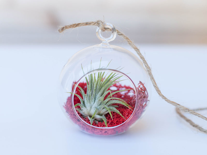 Mini Flat Bottom Glass Globe with Red Moss, Tillandsia Ionantha Guatemala Air Plant and Hemp String for Hanging