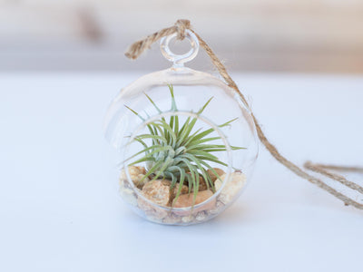 Mini Flat Bottom Glass Globe Terrarium with Stones, Tillandsia Ionantha Rubra and Hemp String