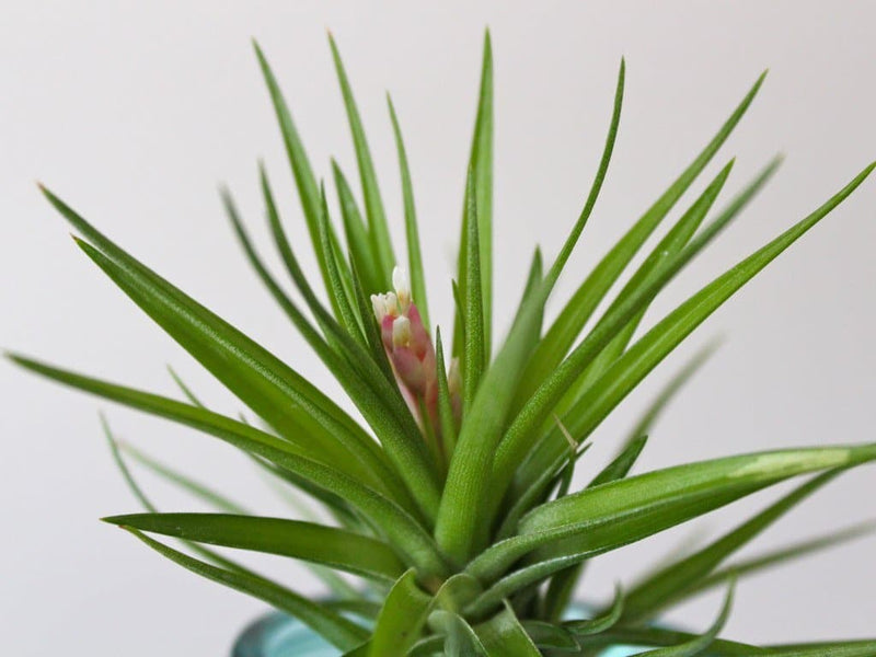 Close up of Tillandsia Montana Air Plant with Bloom