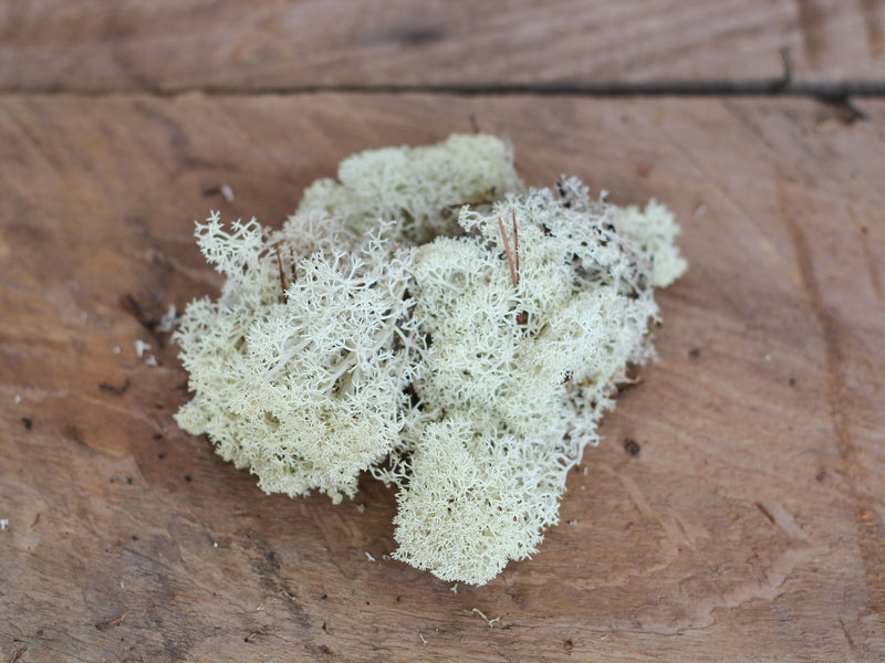 Natural Colored Preserved Reindeer Moss