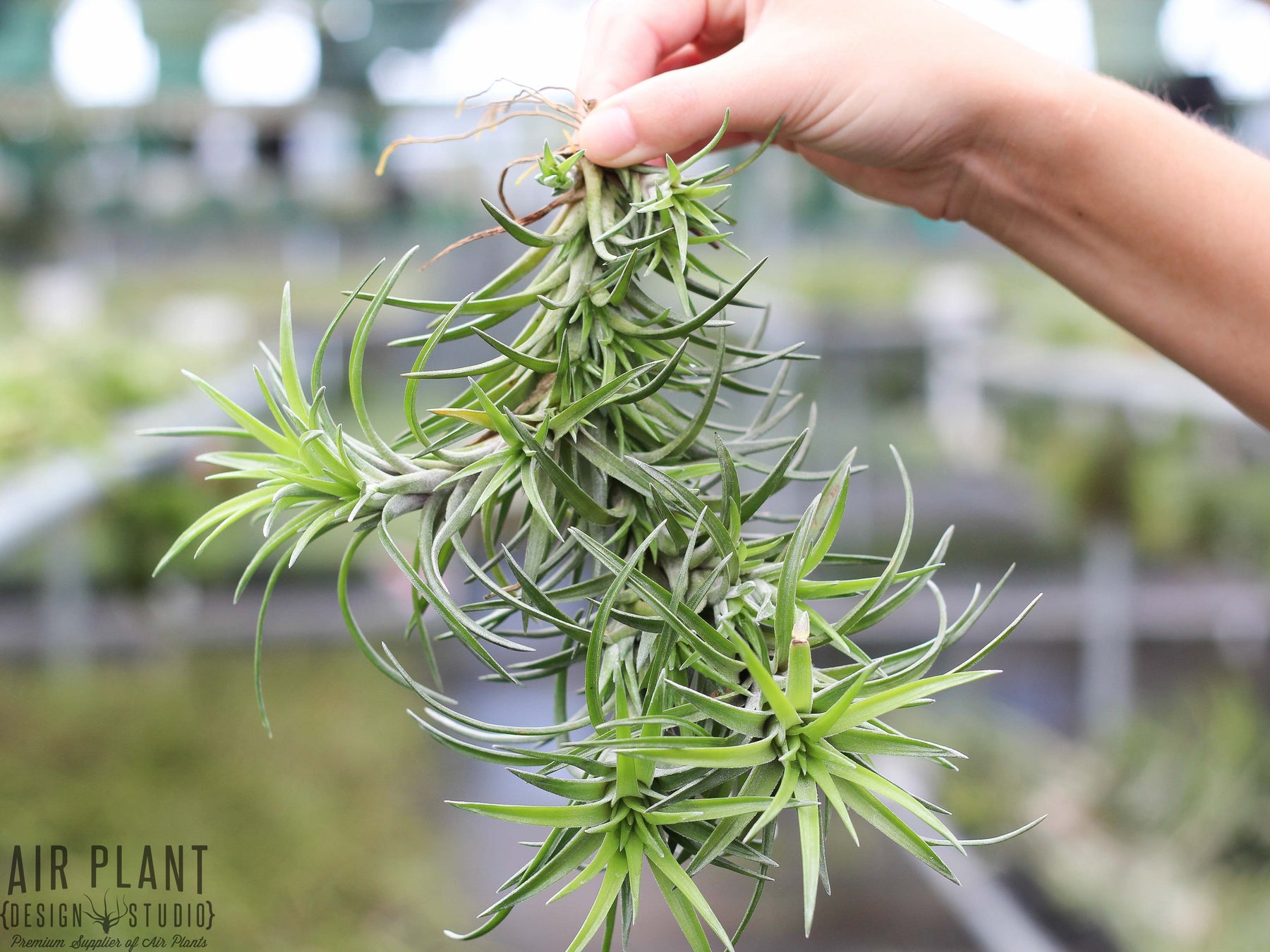 neglecta air plant Wholesale: Tillandsia Neglecta Air Plant