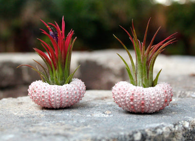 2 pink sea urchins with tillandsia ionantha fuego air plants