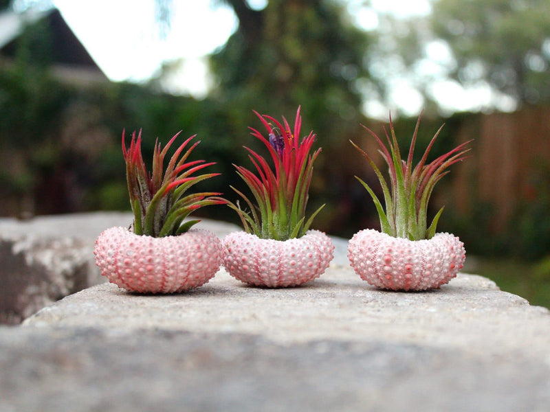 3 pink sea urchins with tillandsia ionantha fuego air plants