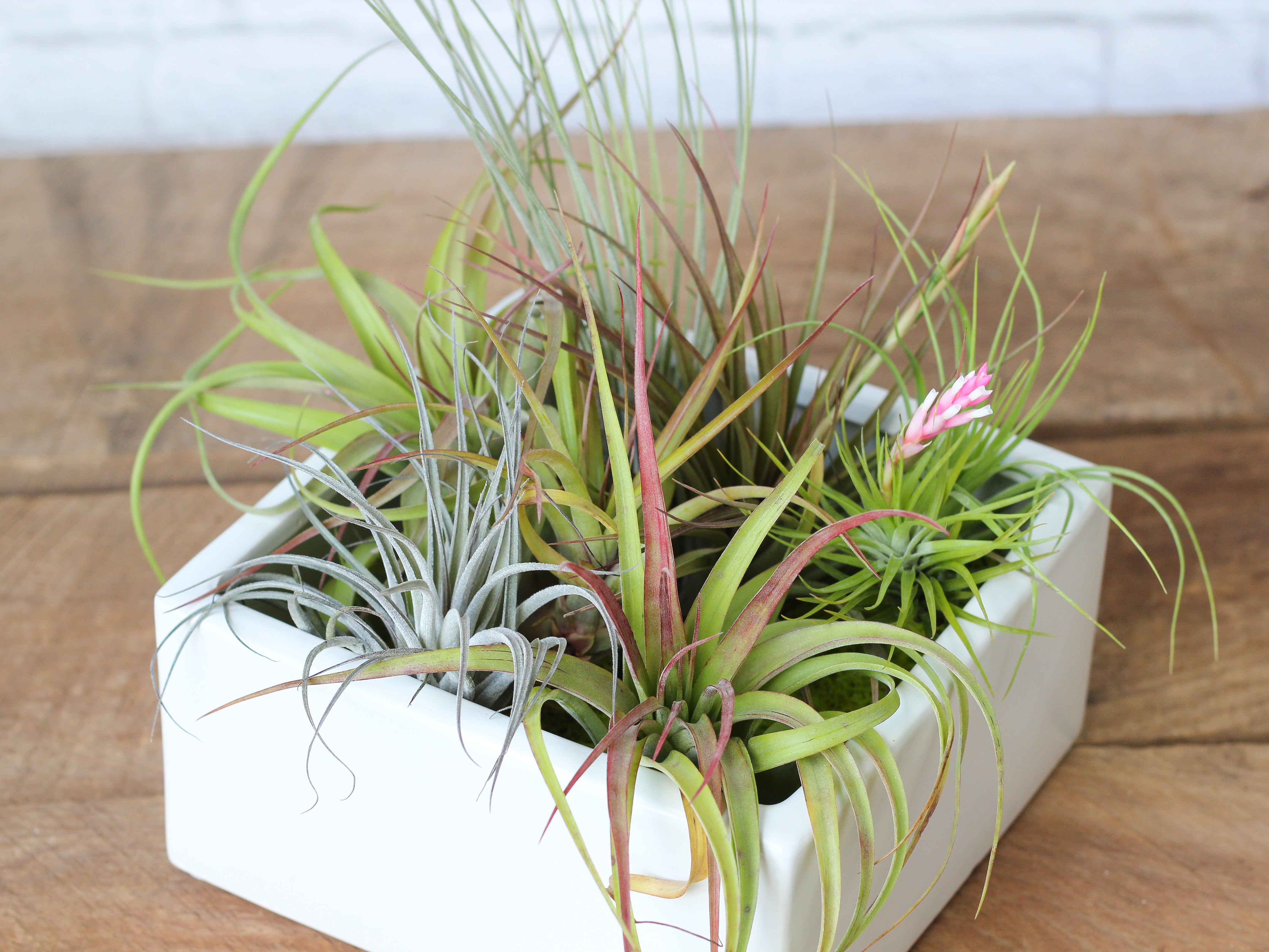 Tillandsia Air Plants - Premium Kit – Air Plant Design Studio