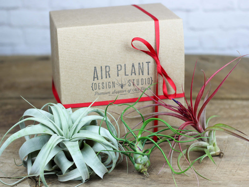 Tillandsia Xerographica, Bulbosa Belize and Sparkler Air Plants with Branded Gift Box and Red Ribbon Bow