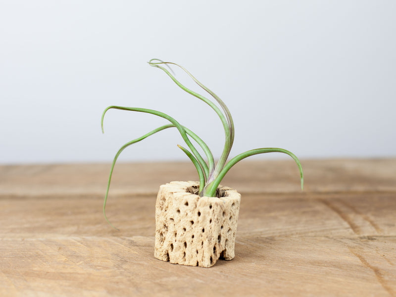 Tillandsia Baileyi in a Cholla Cactus Skeleton Container