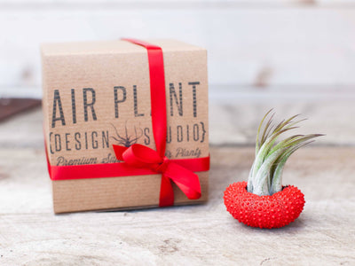 Red Painted Sea Urchin with Tillandsia Ionantha Air Plant and Branded Gift Box with Red Ribbon