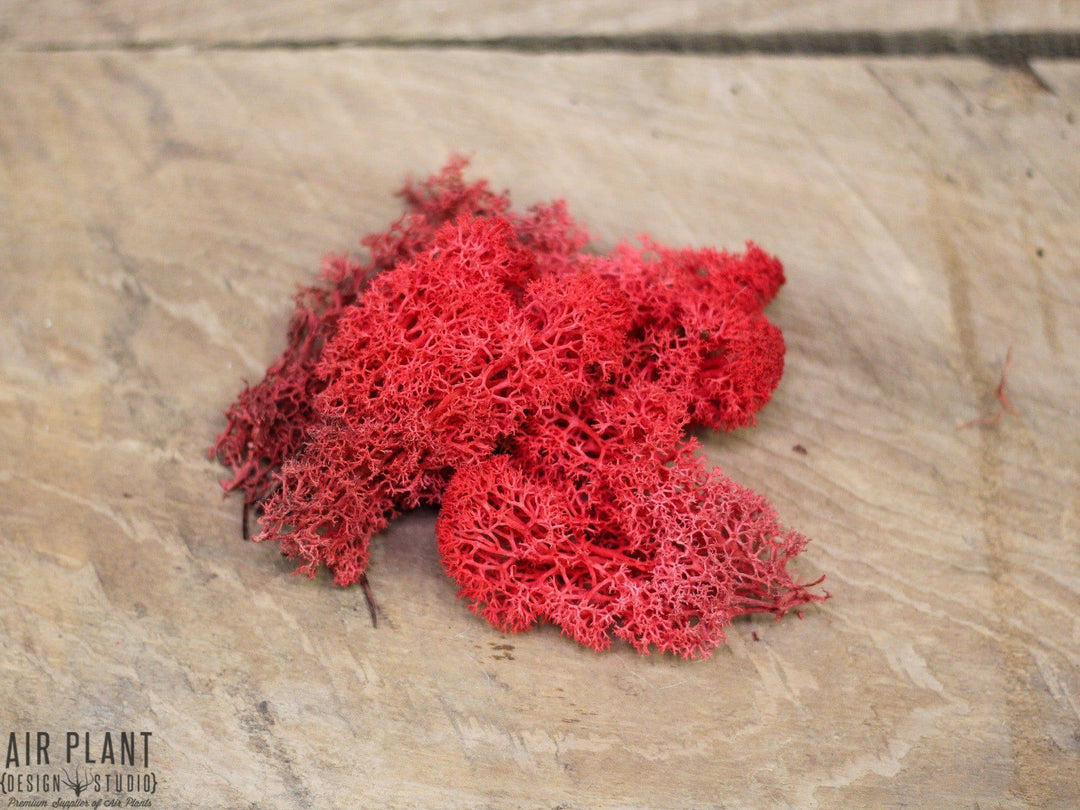 Red Pod with Assorted Tillandsia Air Plant and Custom Reindeer Moss