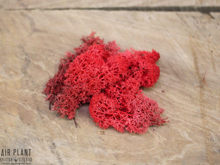 Red Pod with Assorted Tillandsia Air Plant and Custom Reindeer Moss
