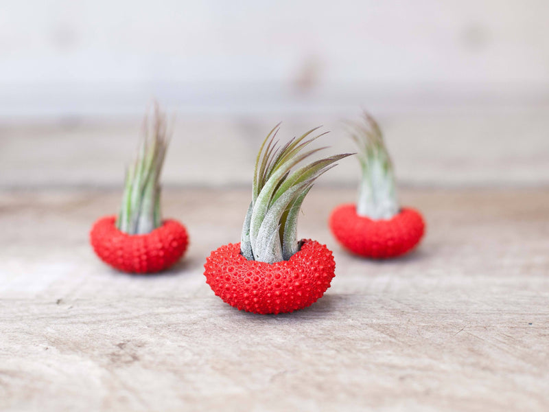 3 Red Painted Sea Urchin Shells with Assorted Tillandsia Ionantha Air Plants