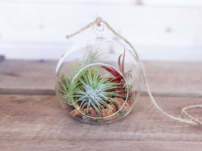 Flat Bottom Glass Globe Terrarium with Bark Accent and Assorted Tillandsia Air Plants