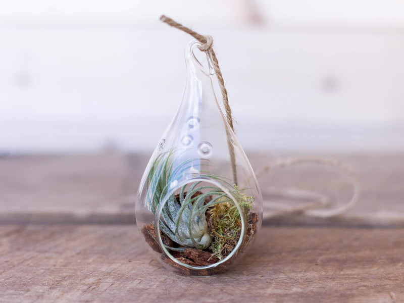 Teardrop Shaped Glass Terrarium with Moss, Bark, Tillandsia Ionantha Air Plants and Hemp String