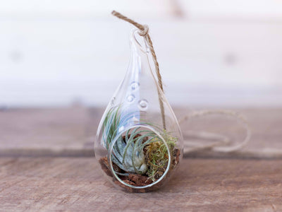 Glass Teardrop Shaped Terrarium with Bark, Moss and Tillandsia Ionantha Scaposa Air Plant