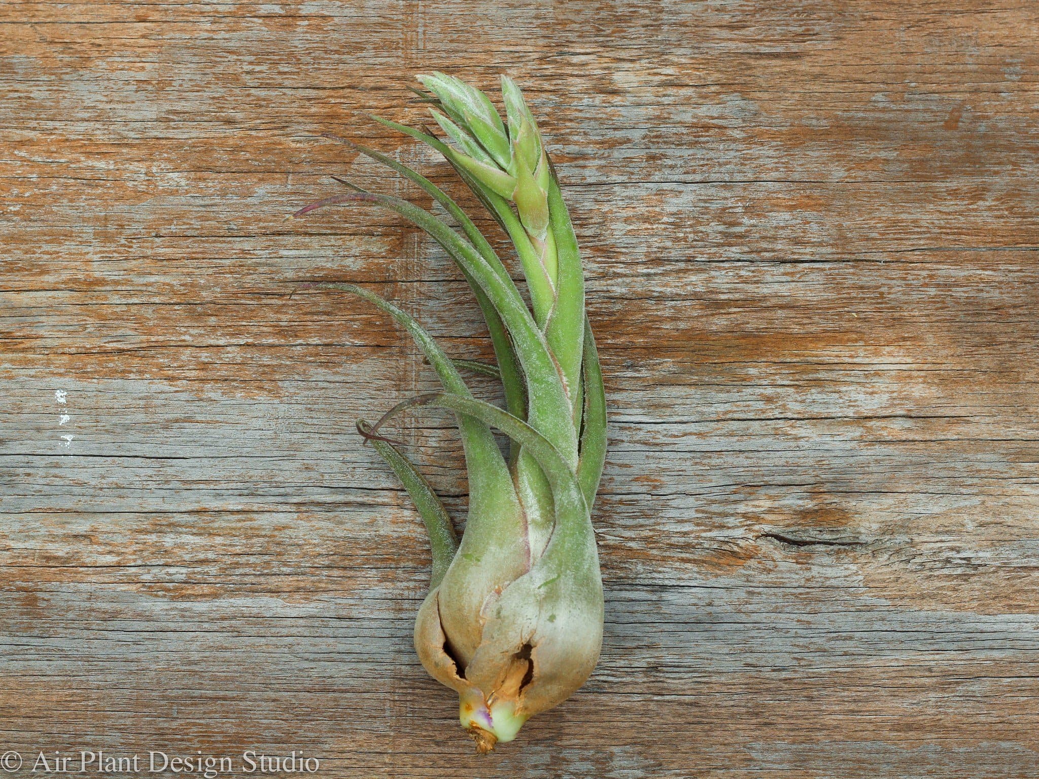Tillandsia Seleriana Air Plants – Air Plant Design Studio