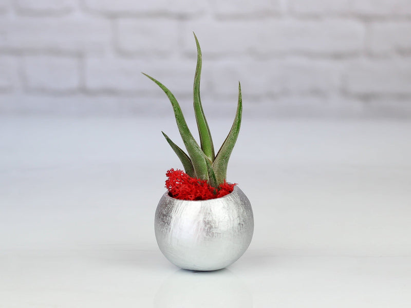 Silver Seed Pod with Moss and Tillandsia Caput Medusae Air Plant