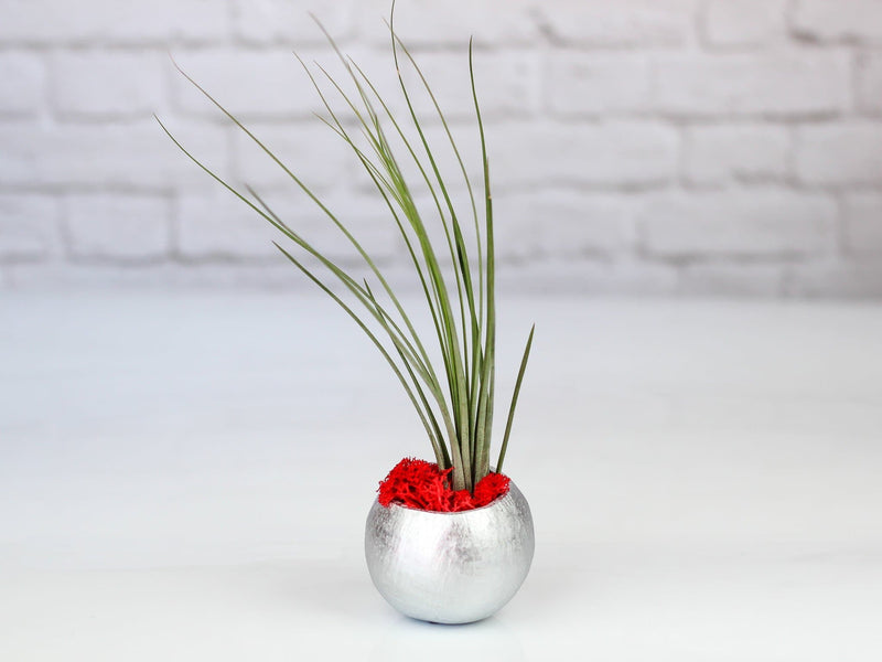Silver Painted Seed Pod with Tillandsia Juncea Air Plant
