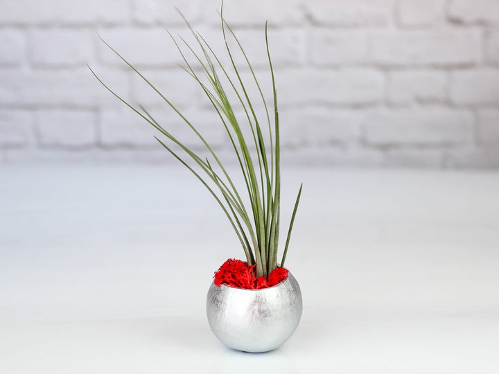 Metallic Silver Pod with Custom Tillandsia Air Plant and Renideer Moss