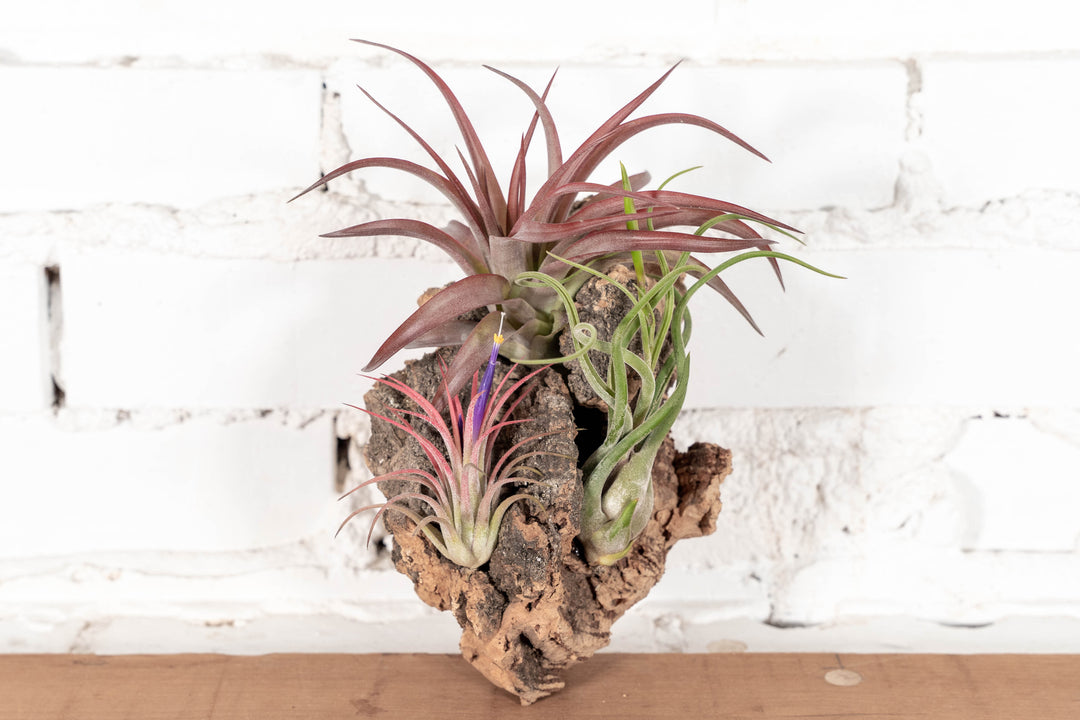 Small Virgin Cork Bark with 3 Tillandsia Air Plants Attached