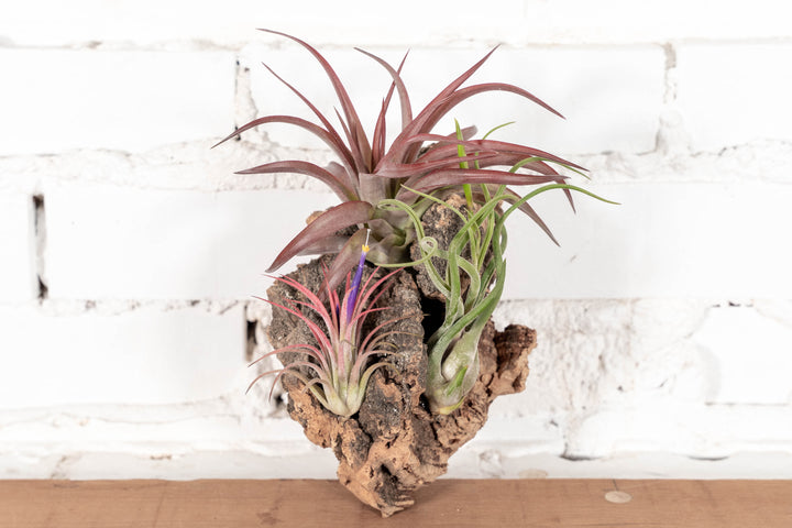 Small Virgin Cork Bark with 3 Tillandsia Air Plants Attached