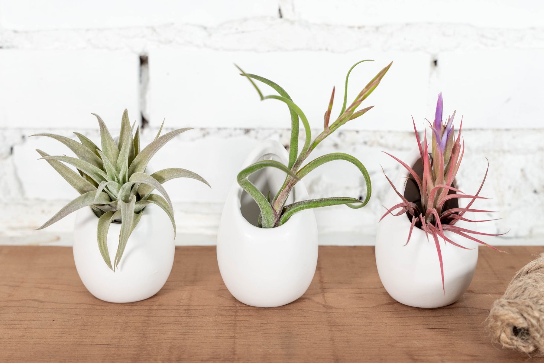 air plant hanging pots Wholesale: Small Ivory Ceramic Hanging Planter with Assorted Tillandsia Air Plant