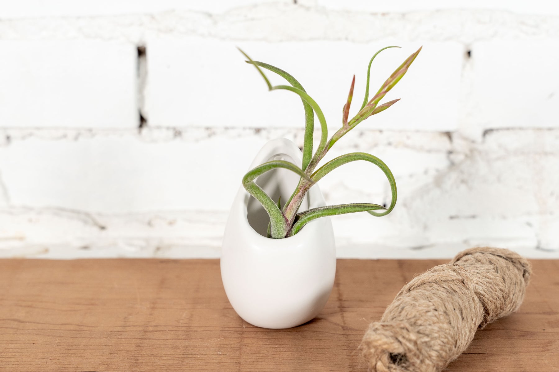 large ceramic hanging planter Large Ivory Ceramic Hanging Planter
