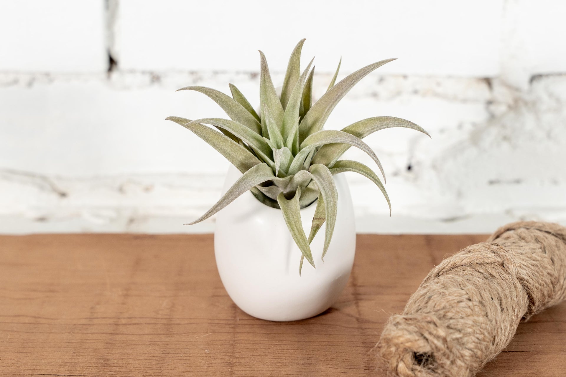 small pots for air plants Small Ivory Ceramic Hanging Planter with Assorted Tillandsia Air Plant