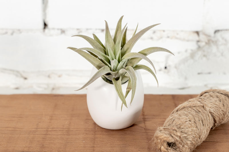 Small Ivory Ceramic Planter with Tillandsia Harrisii Air Plant