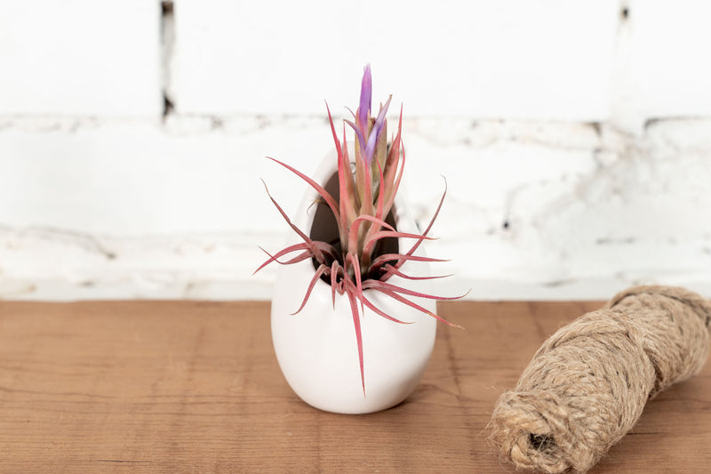 Small Ivory Ceramic Planter with Tillandsia Ionantha Air Plant